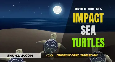 Artificial Lighting: Threatening the Sea Turtle Survival