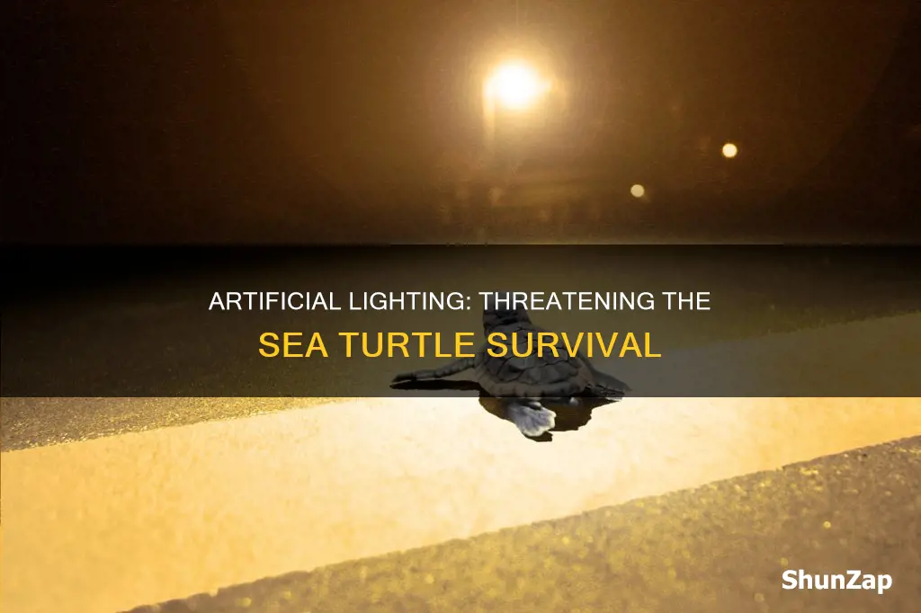 how do electric lights impact sea turtles