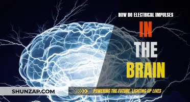 Electrical Impulses: Powering the Brain's Complex Functions