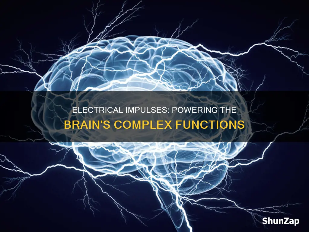 how do electrical impulses in the brain