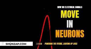 Electrical Signals in Neurons: Understanding the Brain's Language