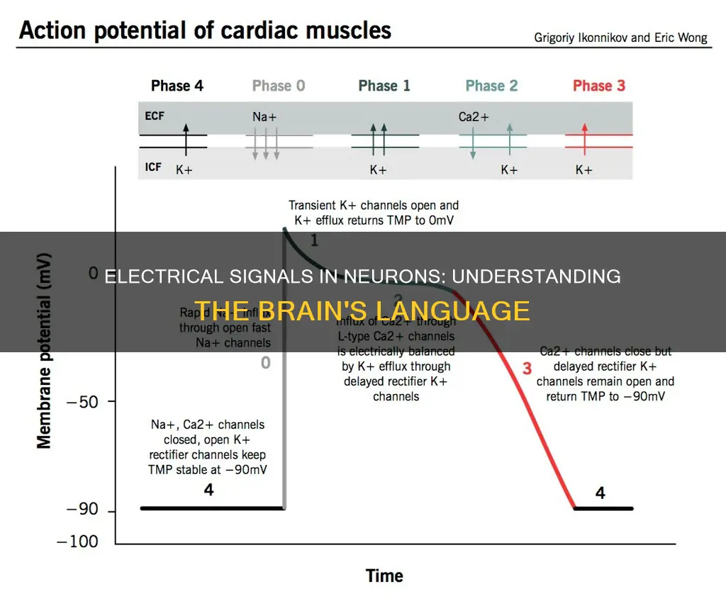 how do electrical signals move in neurons