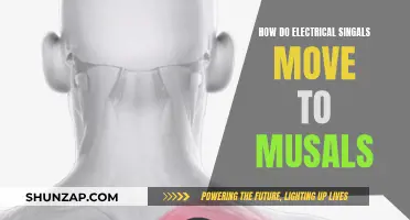 Electrical Signals: Powering Muscles, Moving Us Forward