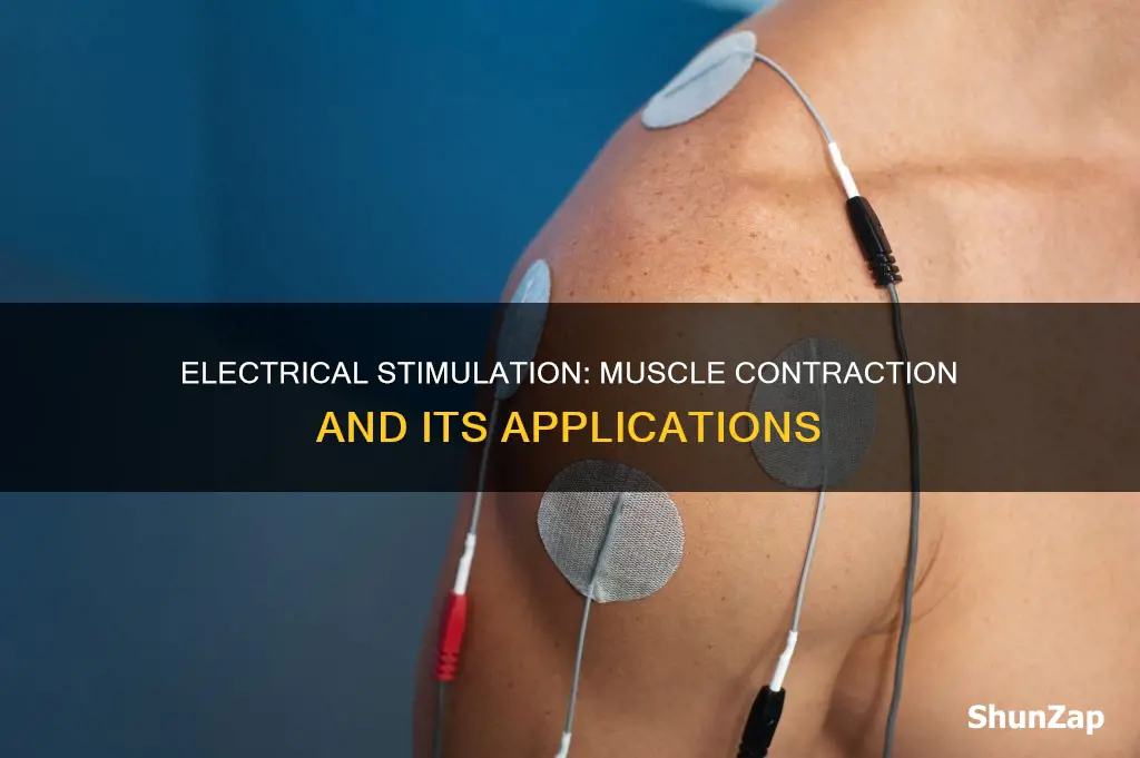 how do electrical stimulation affect muscle contraction