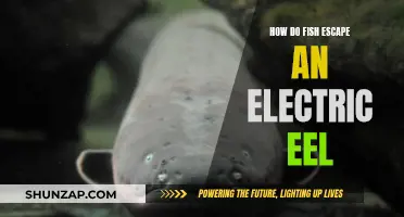 Fish Survival Guide: Electric Eel Evasion Techniques