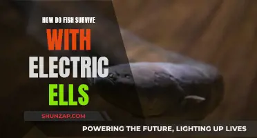 Fish and Electric Eels: A Shocking Survival Strategy
