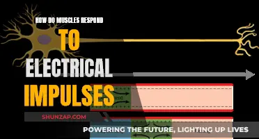 Muscle Response to Electrical Impulses: Understanding the Science