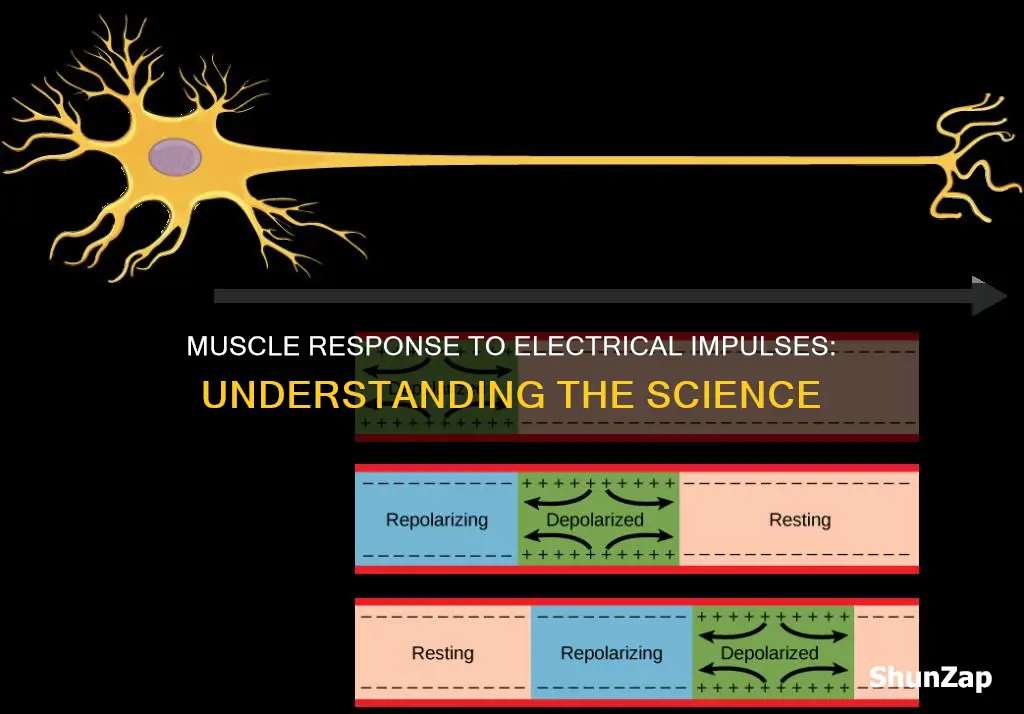 how do muscles respond to electrical impulses
