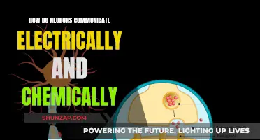 Neurons' Electrical and Chemical Communication: A Complex Dance