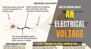 Neurons' Electrical Voltage: Powering the Brain's Complex Network