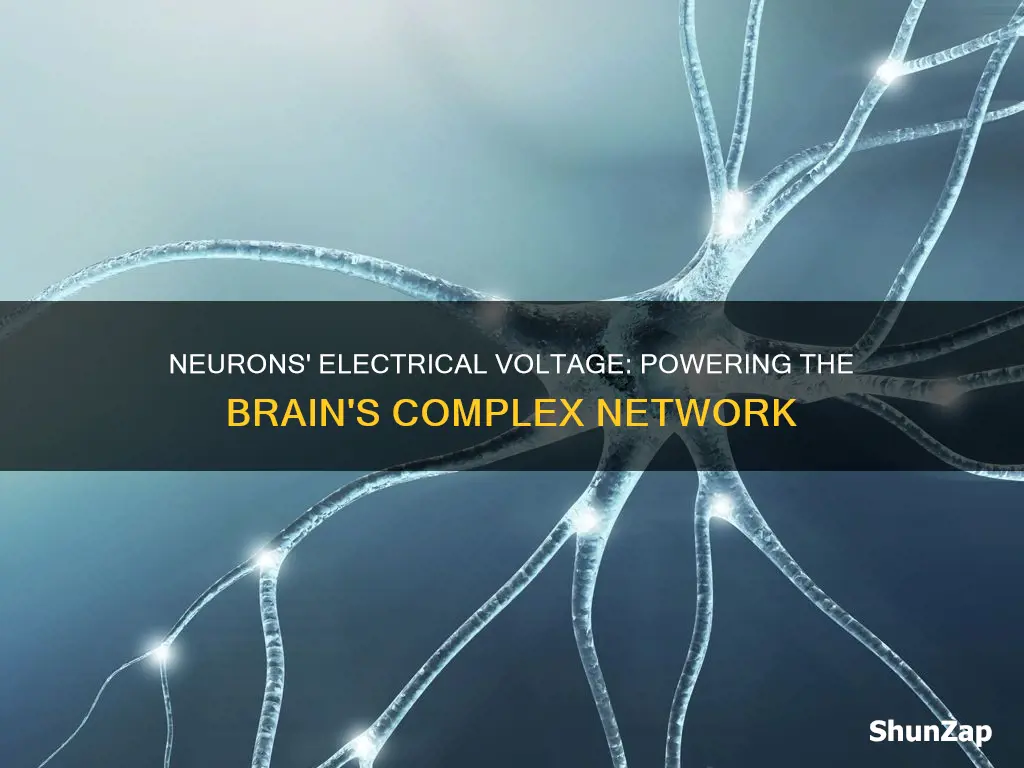 how do neurons create an electrical voltage