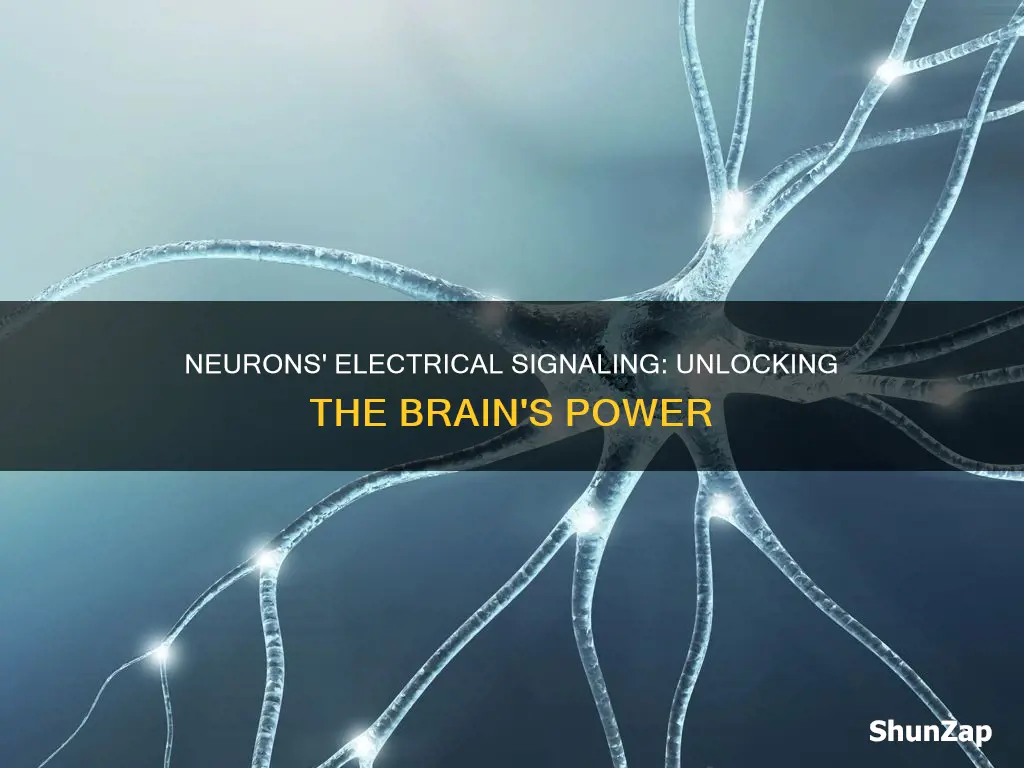 how do our neurons signal electrically ppt