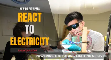 The Shocking Truth About Pit Vipers and Electricity