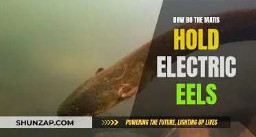 Mastering the Art of Holding Electric Eels: The Matis Way