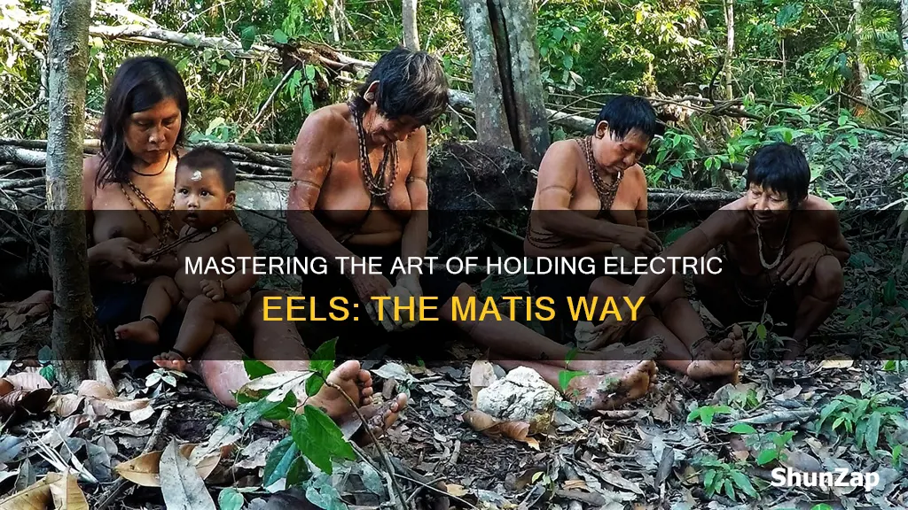 how do the matis hold electric eels