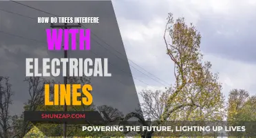 Trees and Electrical Lines: A Dangerous Interference