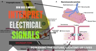 Electrical Signals: Muscle Movement and Interpretation