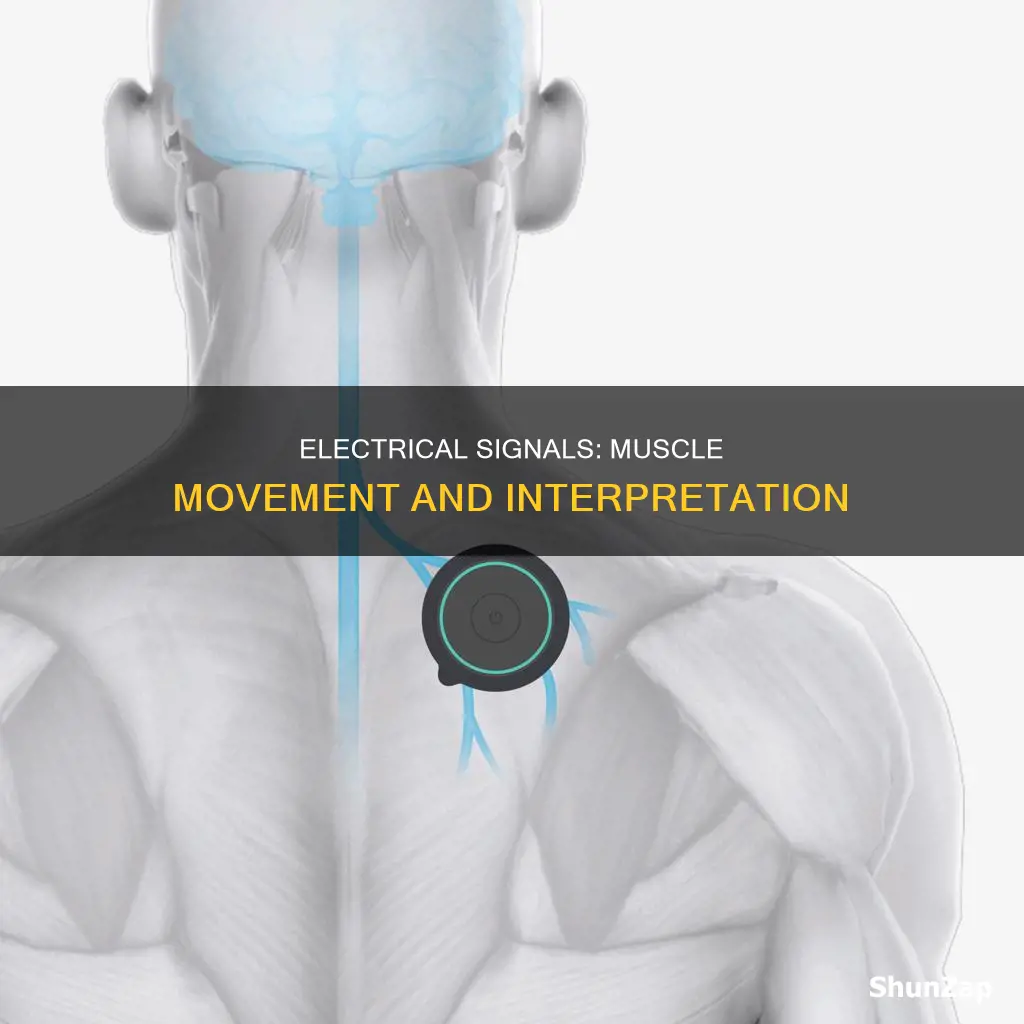 how does a muscle interpret electrical signals