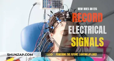 EEG Basics: Recording Electrical Signals from the Brain