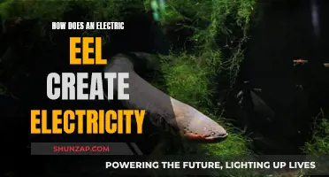 Electric Eels: Nature's Electricians Unveiled