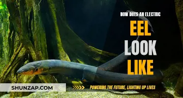 Electric Eels: A Shocking Look at Nature's Electricity