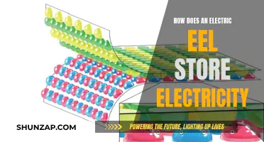 Electric Eel's Electricity Storage: Unlocking Nature's Power Source
