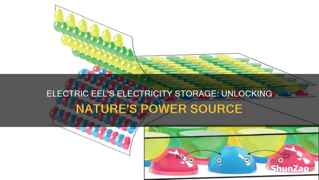 how does an electric eel store electricity