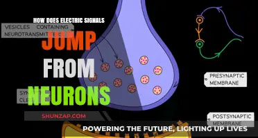 Electric Signals' Journey: Neurons' Leap