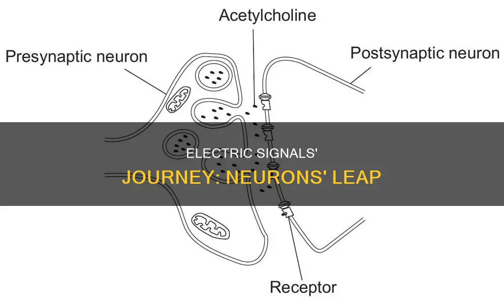 how does electric signals jump from neurons