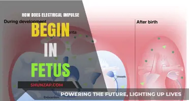 Electric Spark of Life: Fetal Development