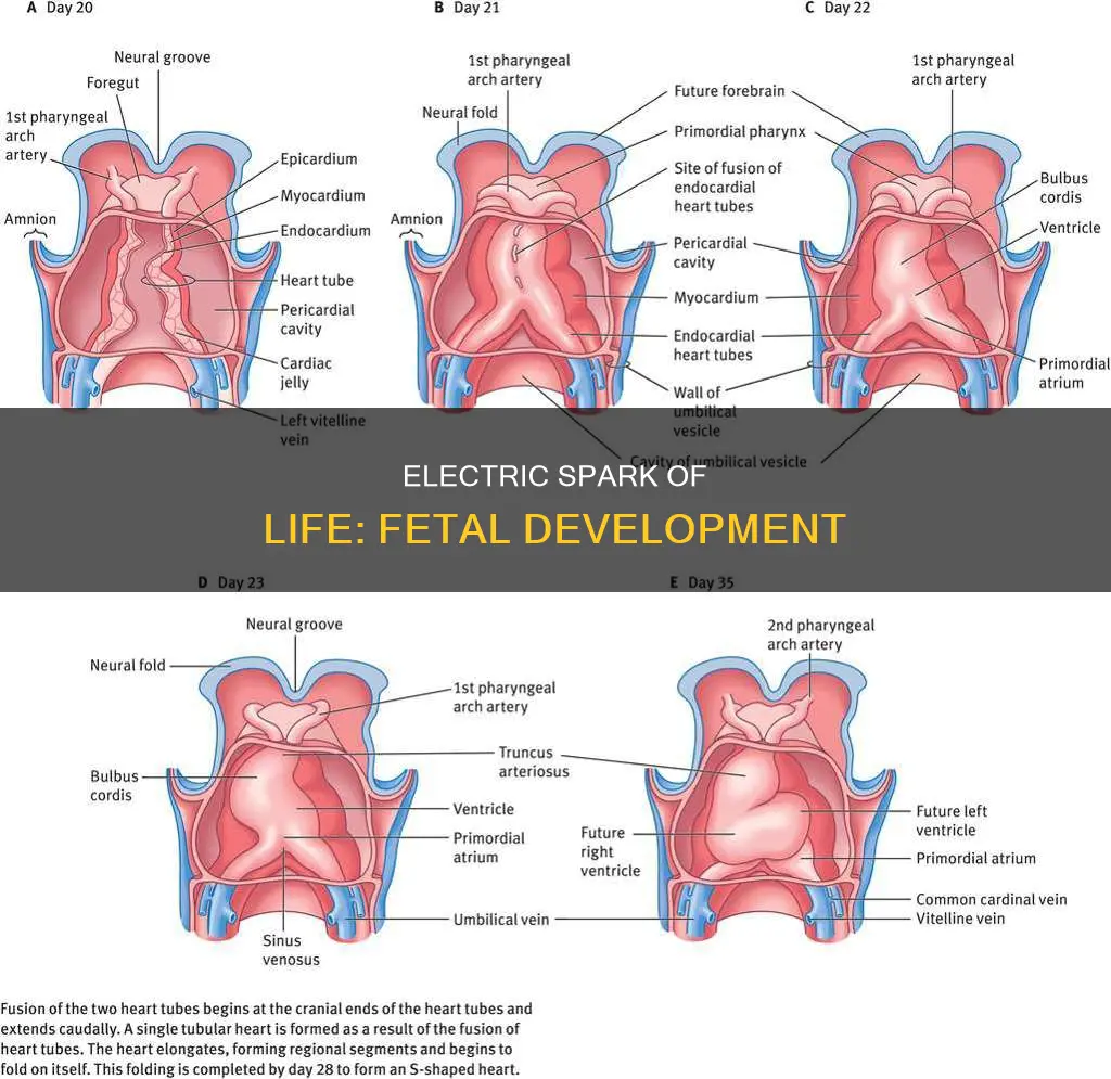 how does electrical impulse begin in fetus