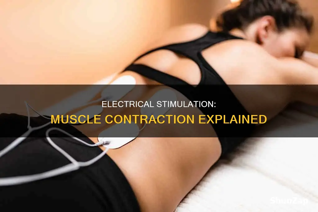 how does electrical stimulation cause muscle contraction