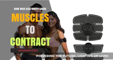 Electricity's Role in Muscle Contraction Explained