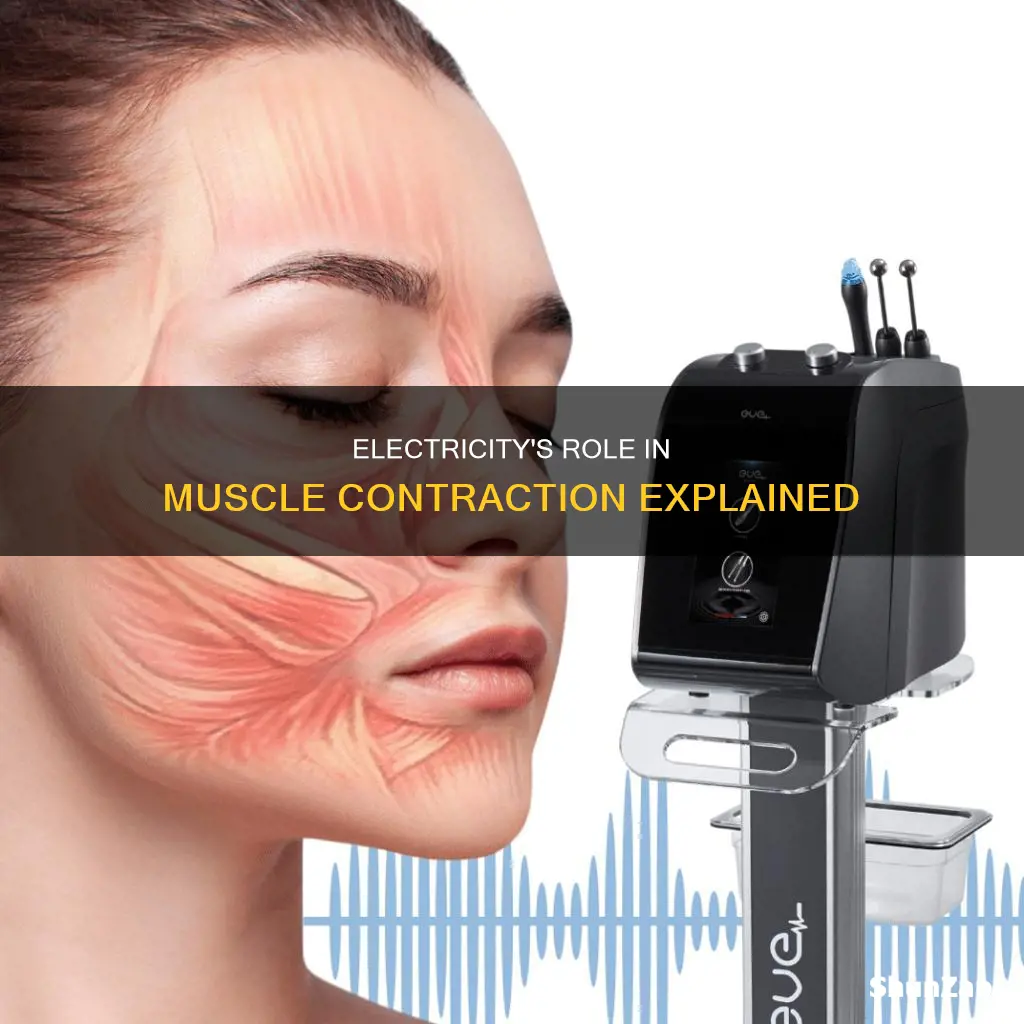 how does electricity cause muscles to contract