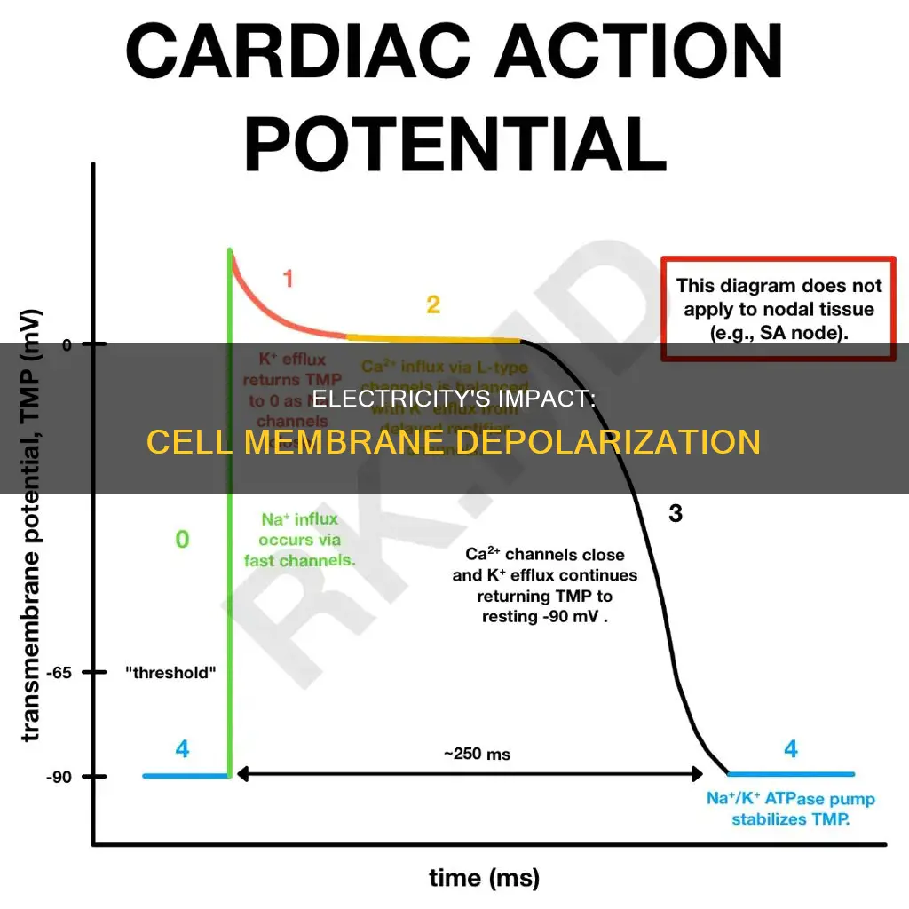 how does electricity depoaraize the cell membrane