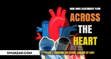 Electricity's Path Through the Heart: Understanding the Process