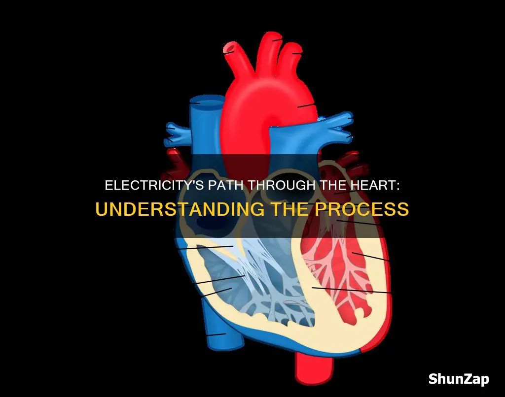 how does electricity flow across the heart