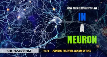 Electricity Flow in Neurons: Unlocking Brain Power