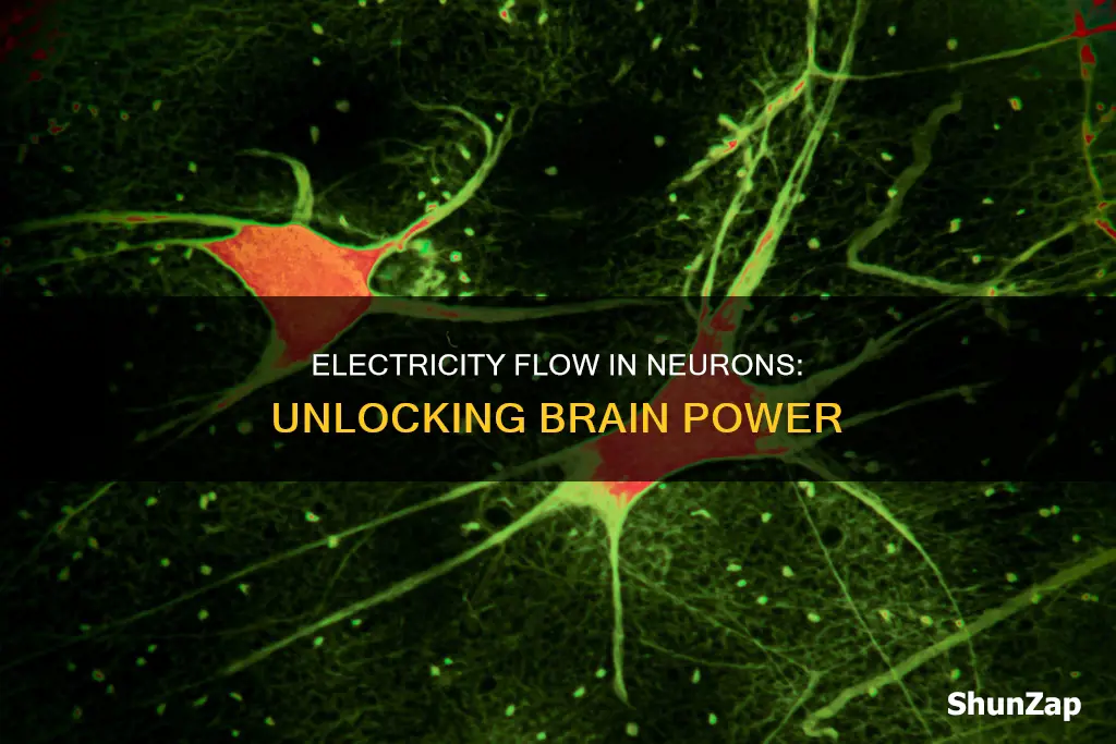 how does electricity flow in a neuron