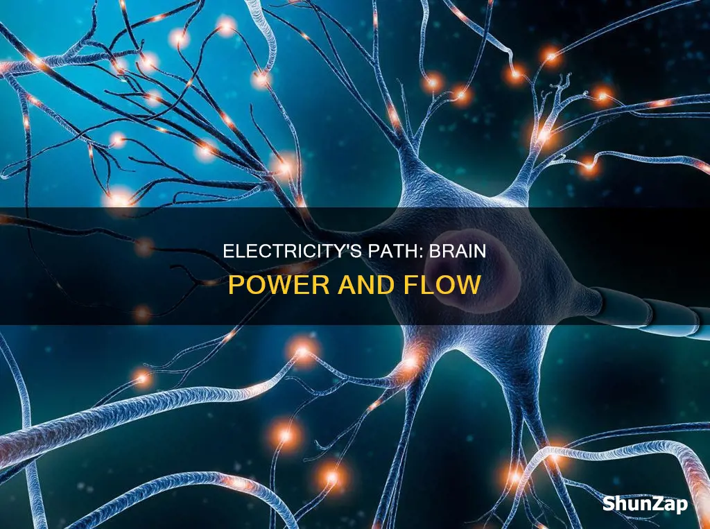 how does electricity flow through the brain