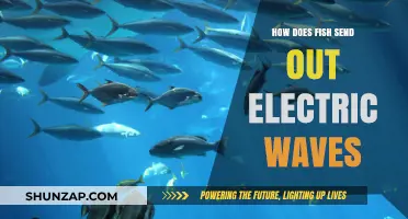 Electric Waves: How Fish Communicate