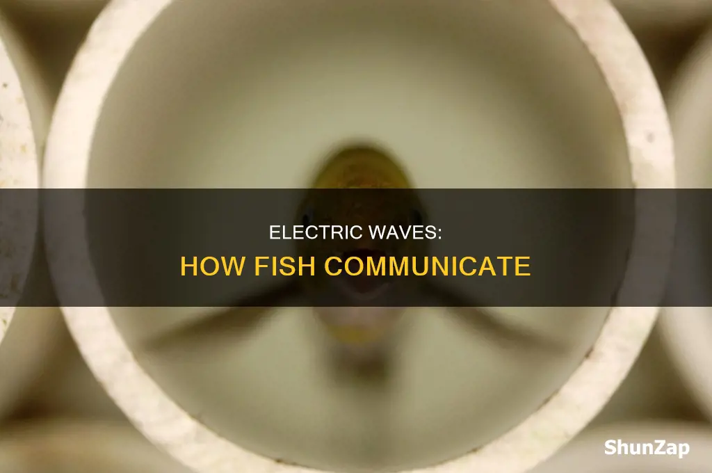 how does fish send out electric waves