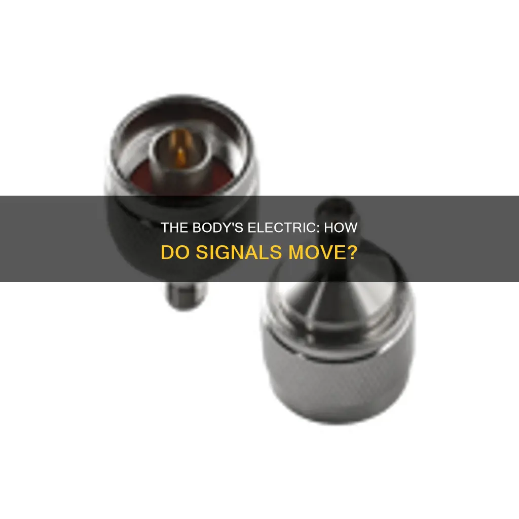 how does the body transmit electrical signals