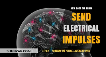 The Brain's Electric Spark: How Does it Work?