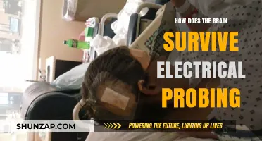 Electrical Probing: Brain's Response and Survival