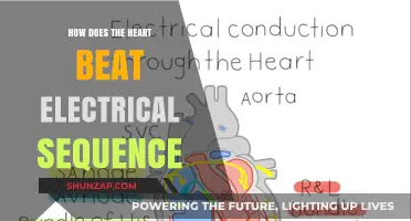 The Heart's Electrical Sequence: Understanding its Beat
