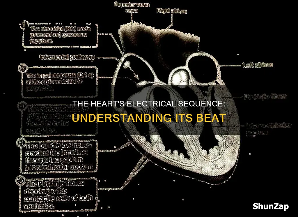 how does the heart beat electrical sequence