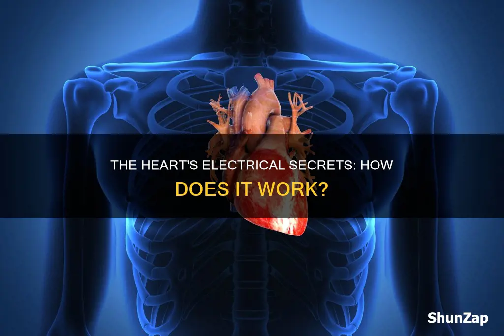 how does the heart have electrical activity
