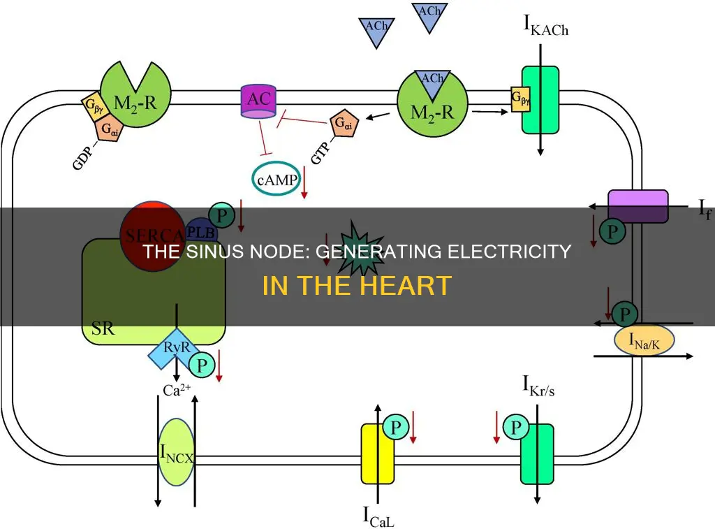 how does the sinus node create electricity