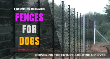 Electric Fences for Dogs: Are They Worth It?